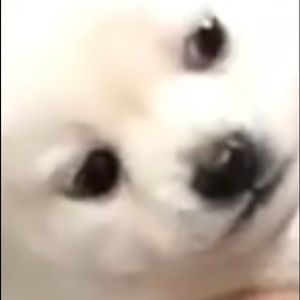 Meet your Posher, Carolyn